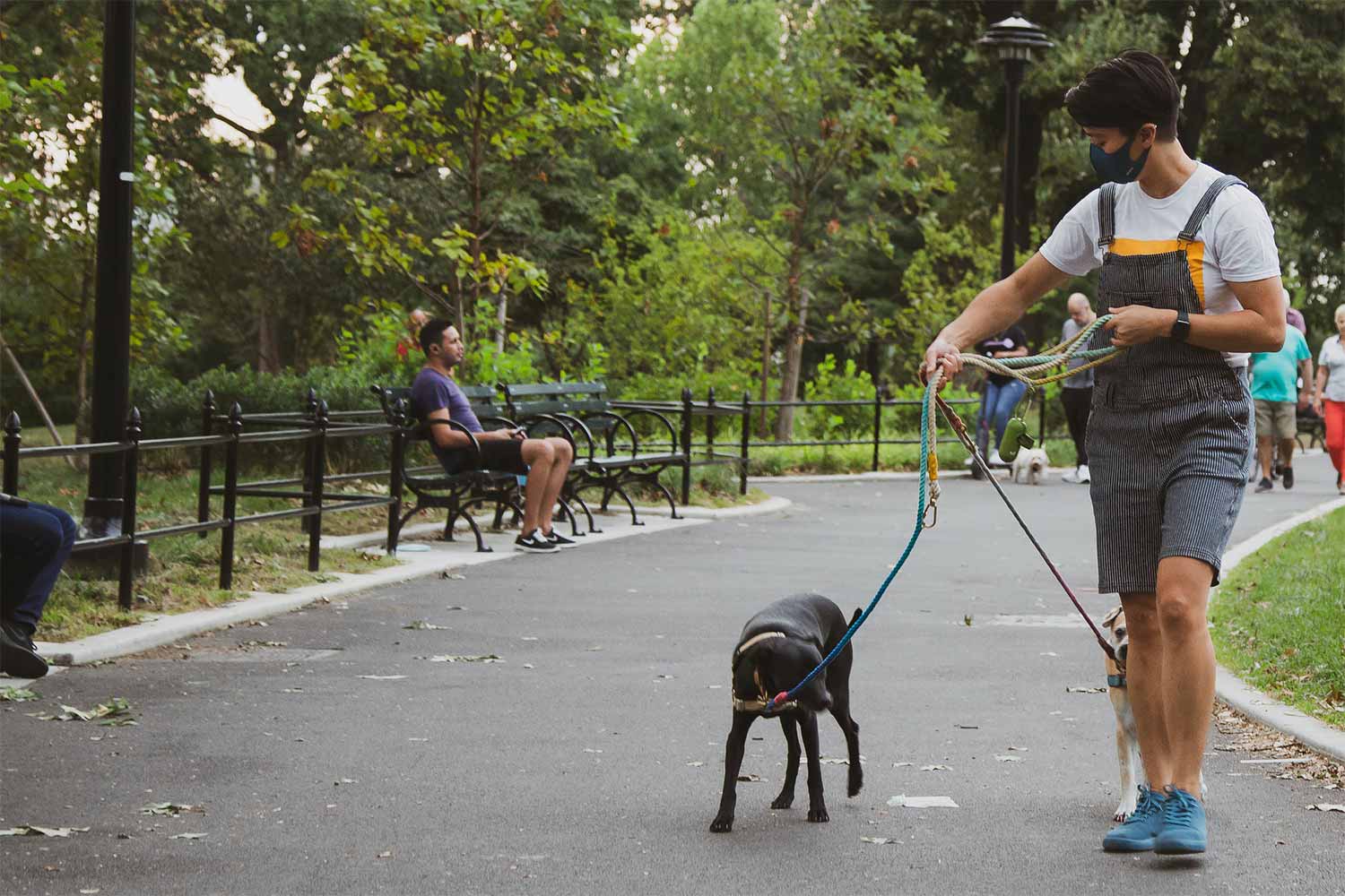 A Man Walks Dogs In The Park